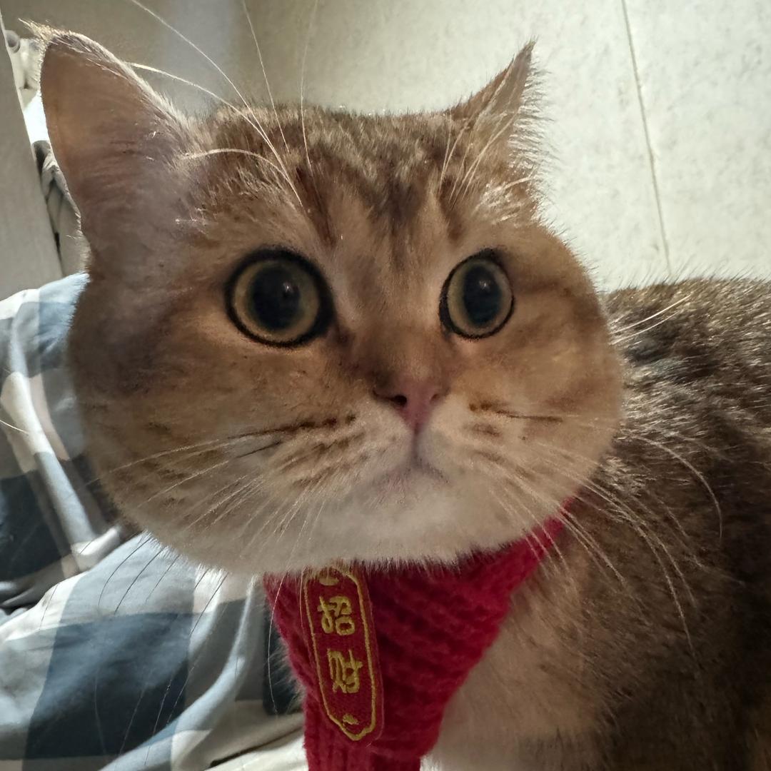 有只傻猫叫靓仔