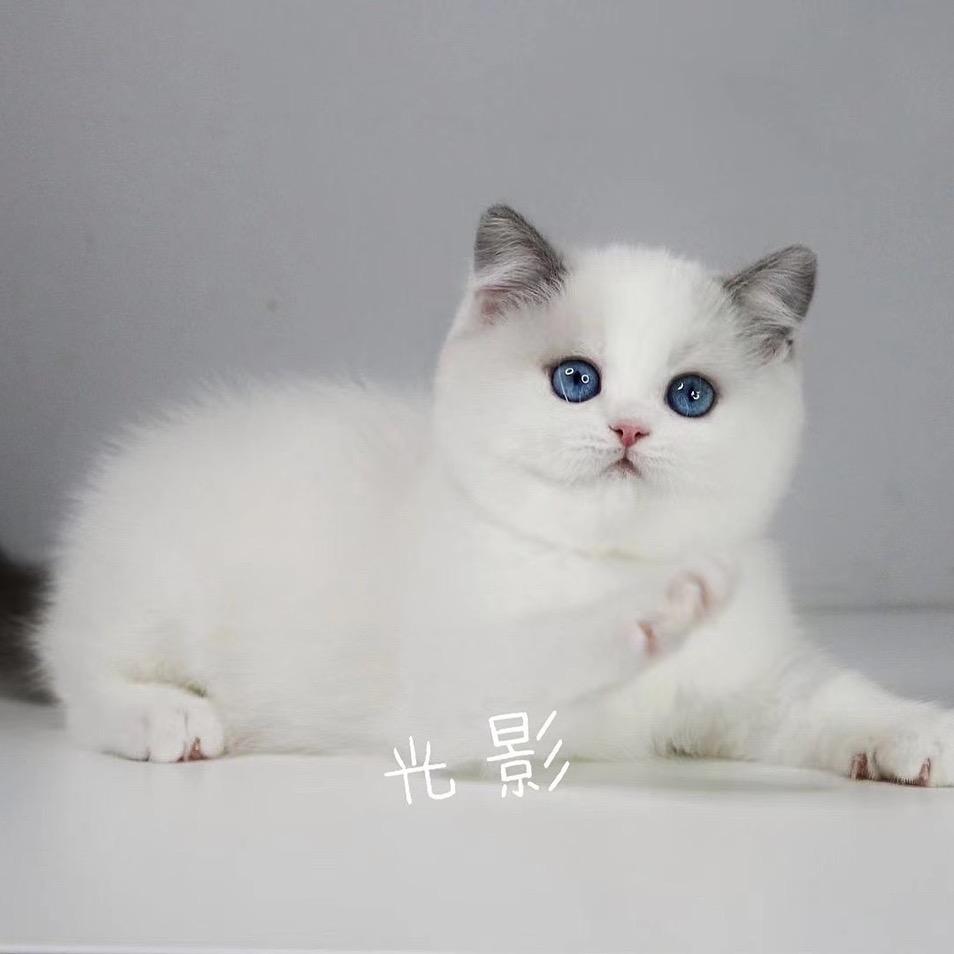 光影宠物