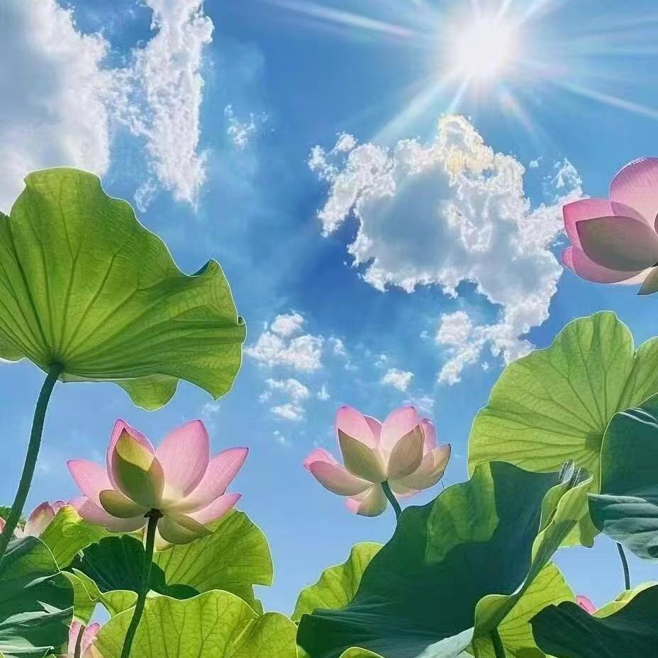 花有重开日🧚‍♀️