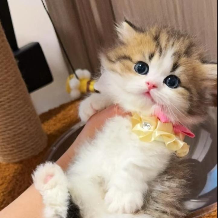 糖糖糖矮脚猫