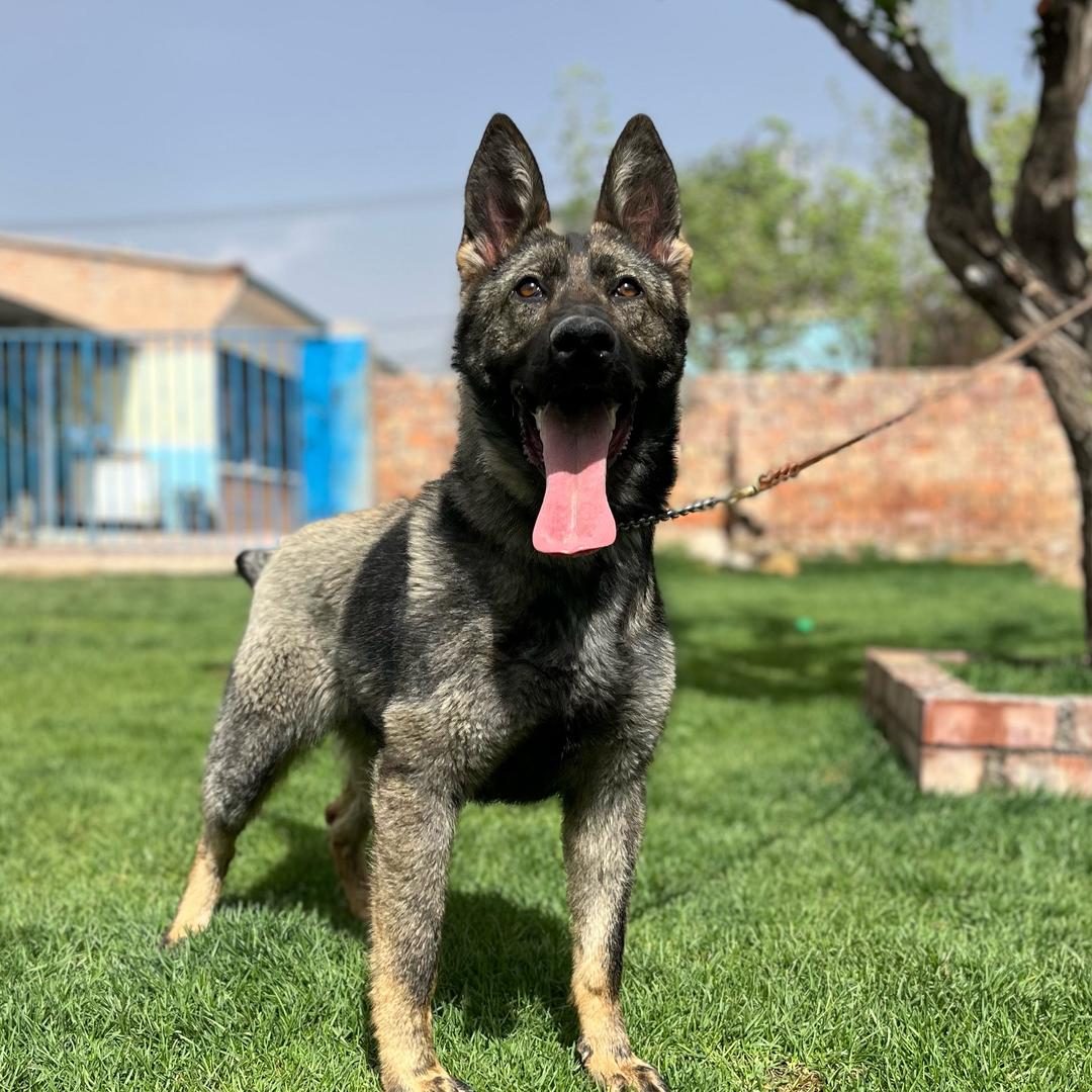 力德犬业俱乐部《小何》