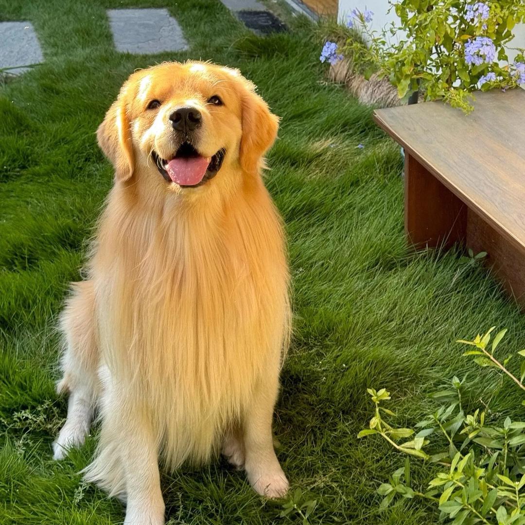 大雄犬业-甄选西高地萌宠