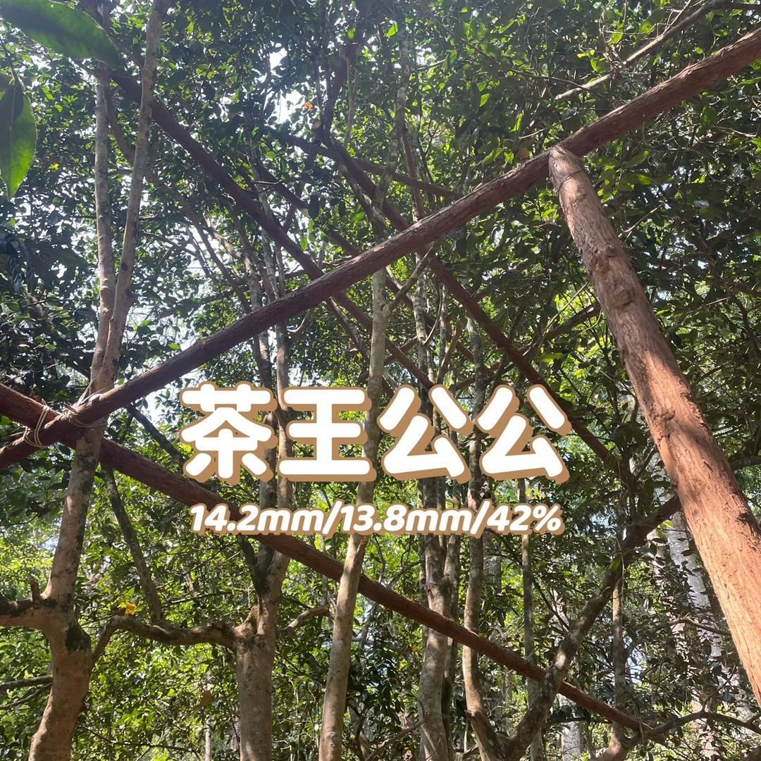 一棵（茶王公公的树）