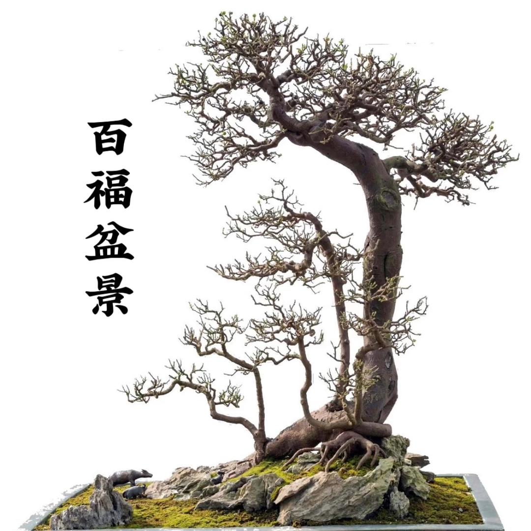 百福盆景