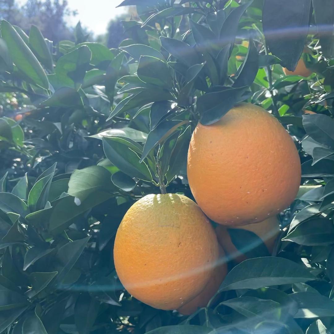 多多农产品工厂