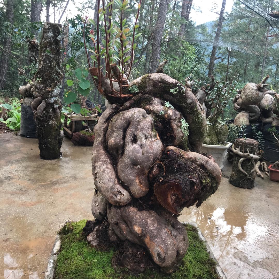 香篱人种植园