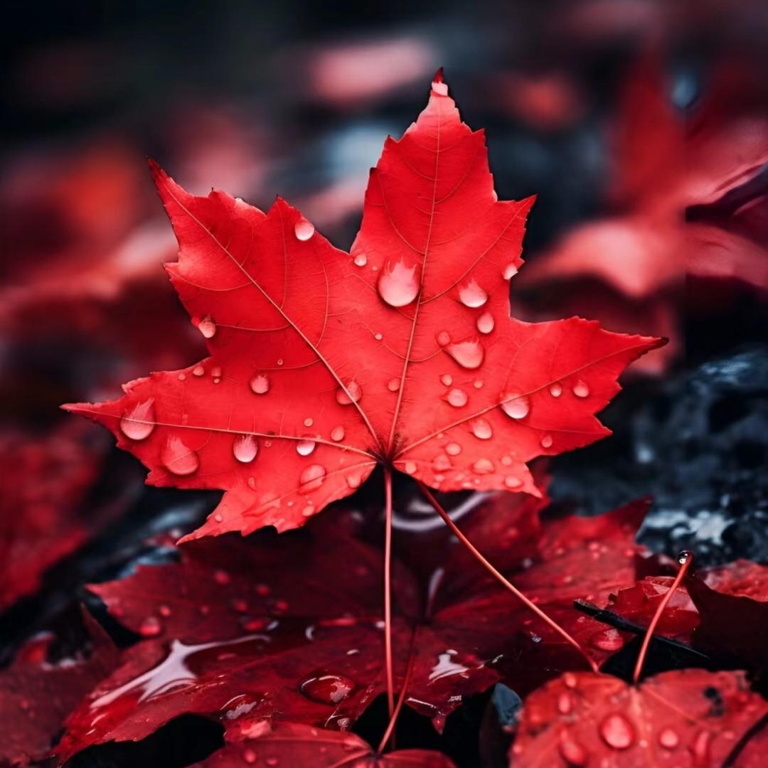 🐉……红叶子🍁