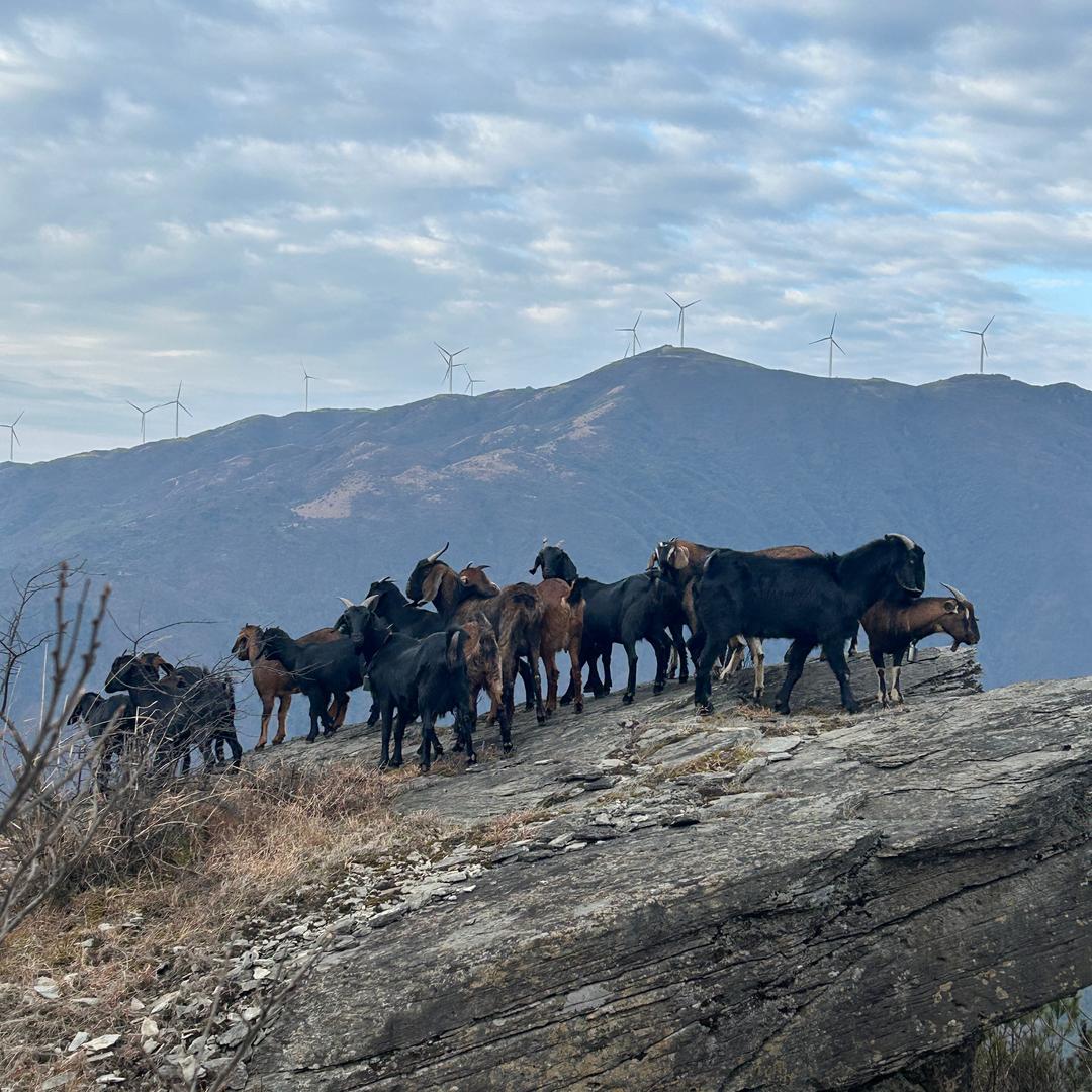 雪峰山下的牧羊人