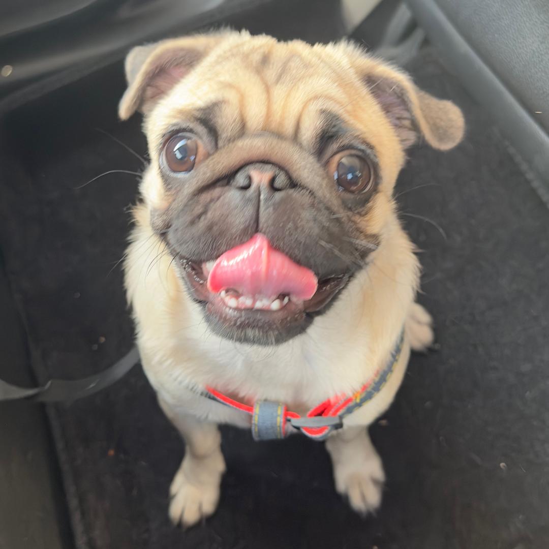 有只小🐶叫年糕