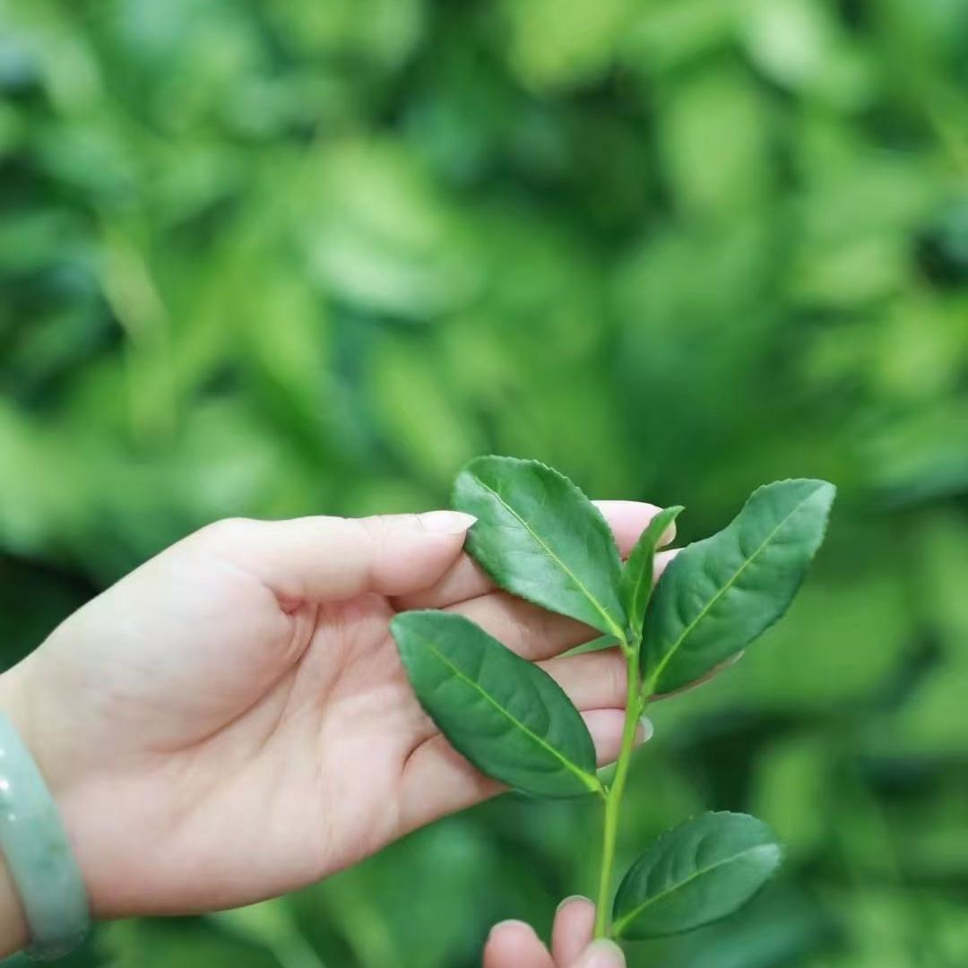 安溪县城厢斗斗香茶行