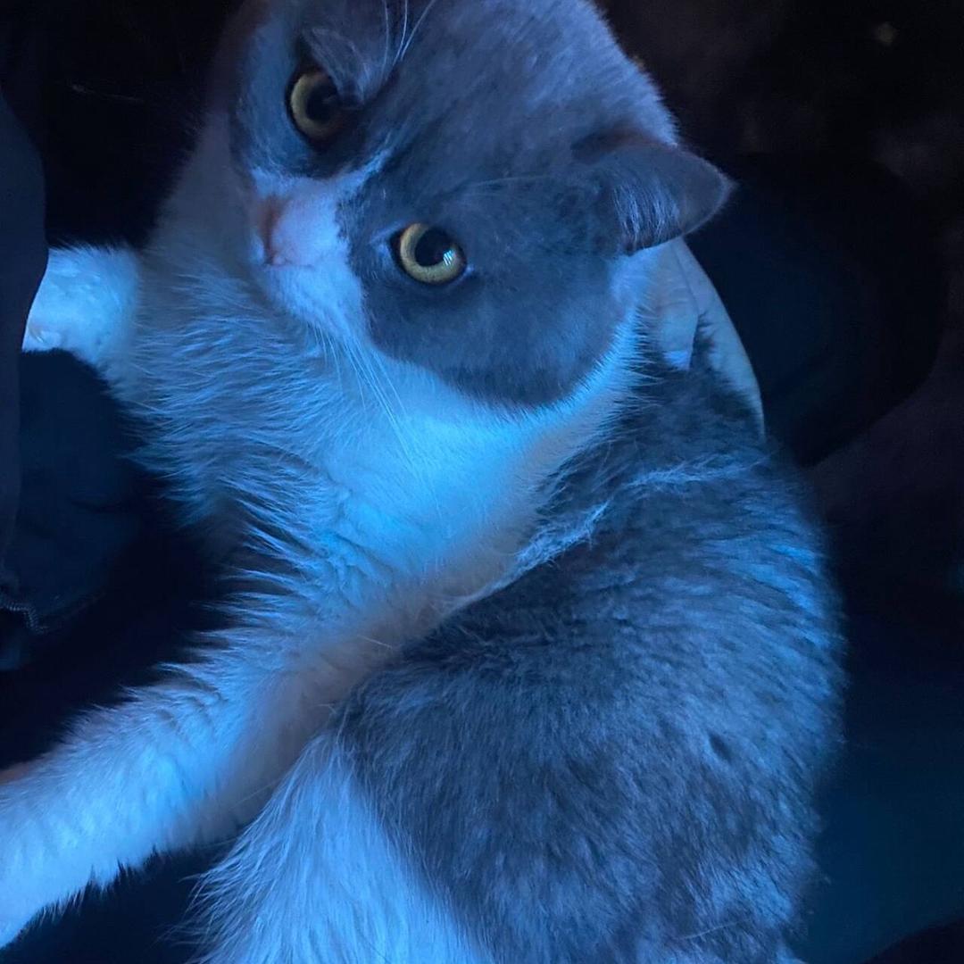 光遇（三角洲行动）