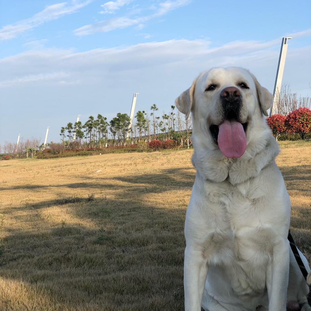 6小只小汪汪🐶