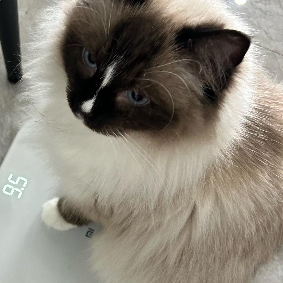 十七
