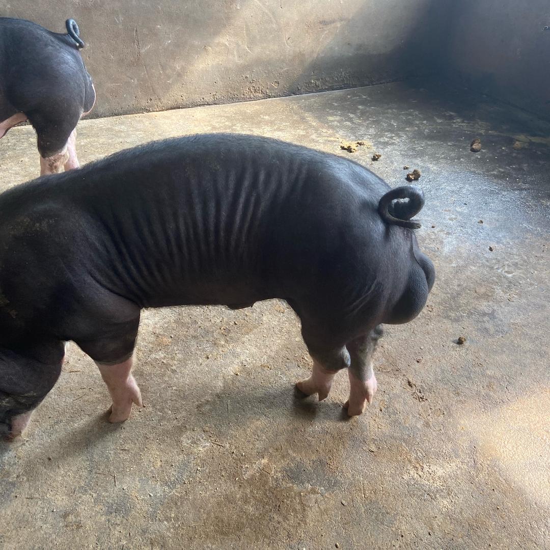 巴克夏刘姐养殖