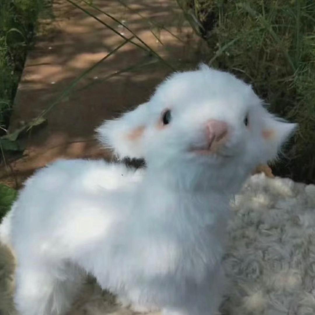 小羊糕糕
