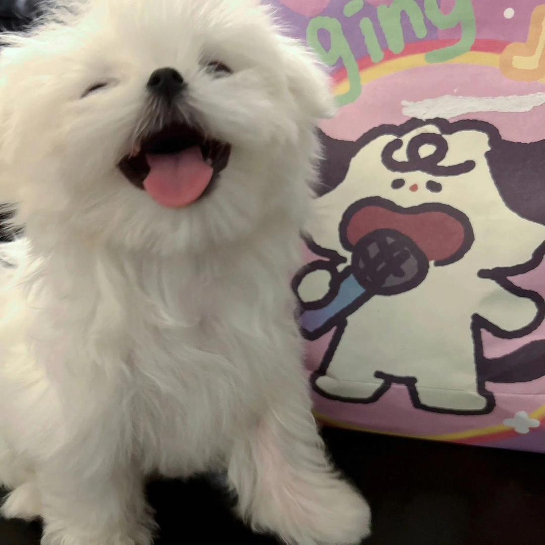 黑白搭