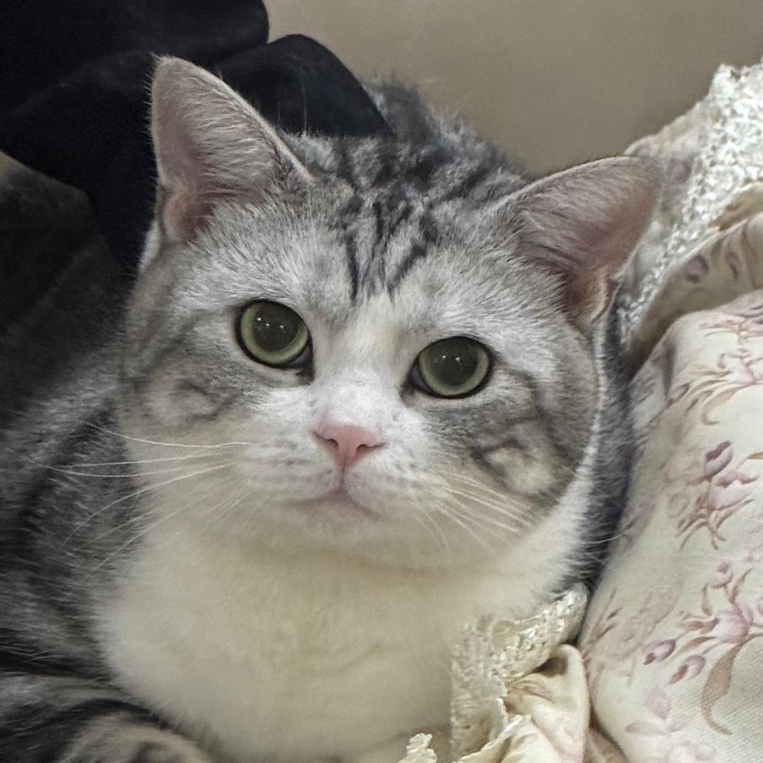 财财是只猫🐱