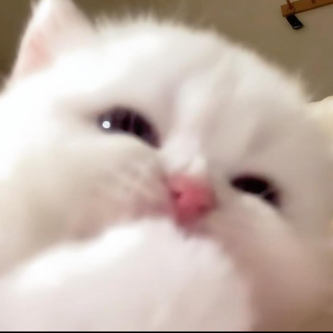 高冷蔡