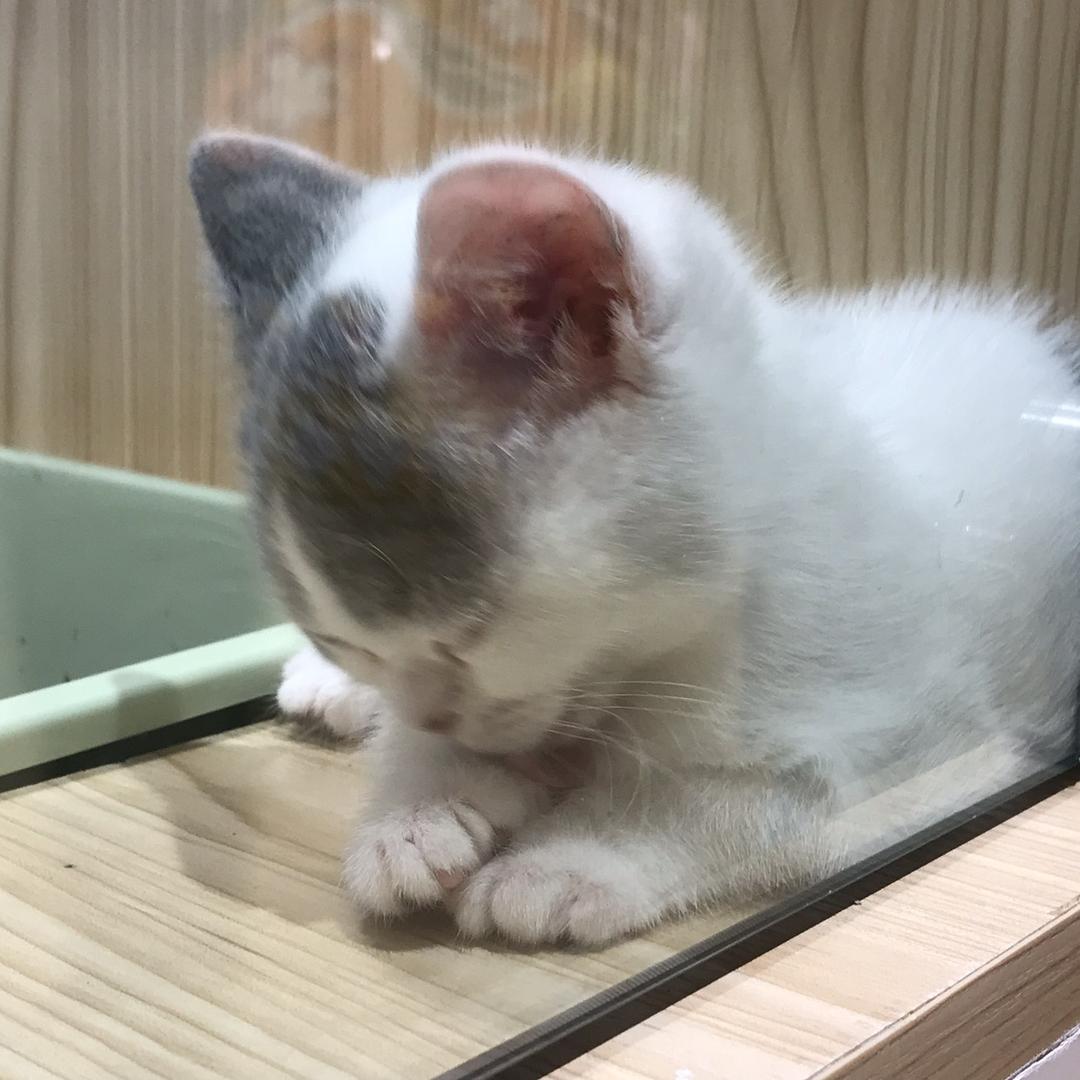 青青好物官