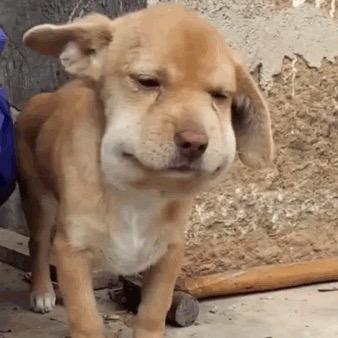 一百个头