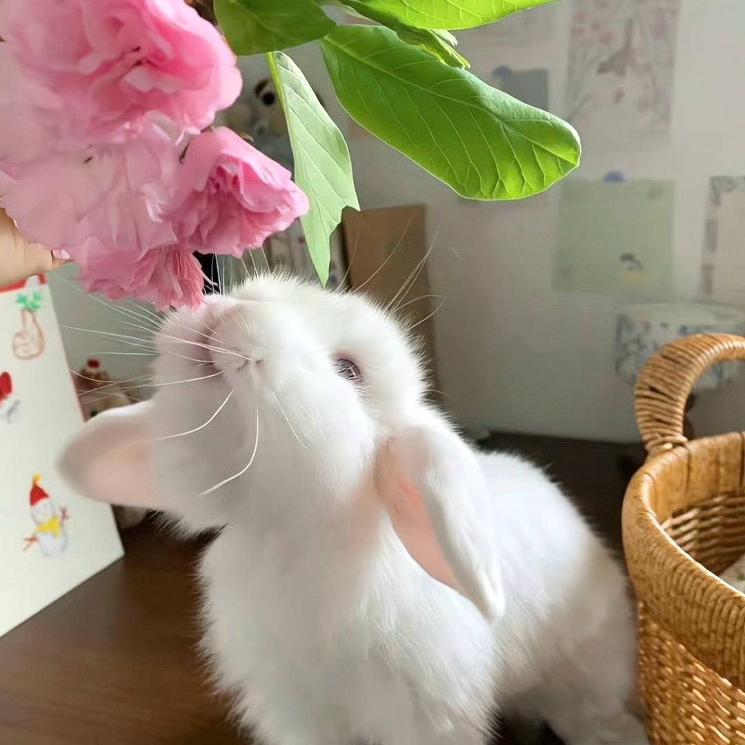 一只有追求的兔子🐰
