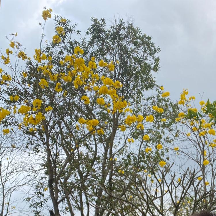 招财且无副作用