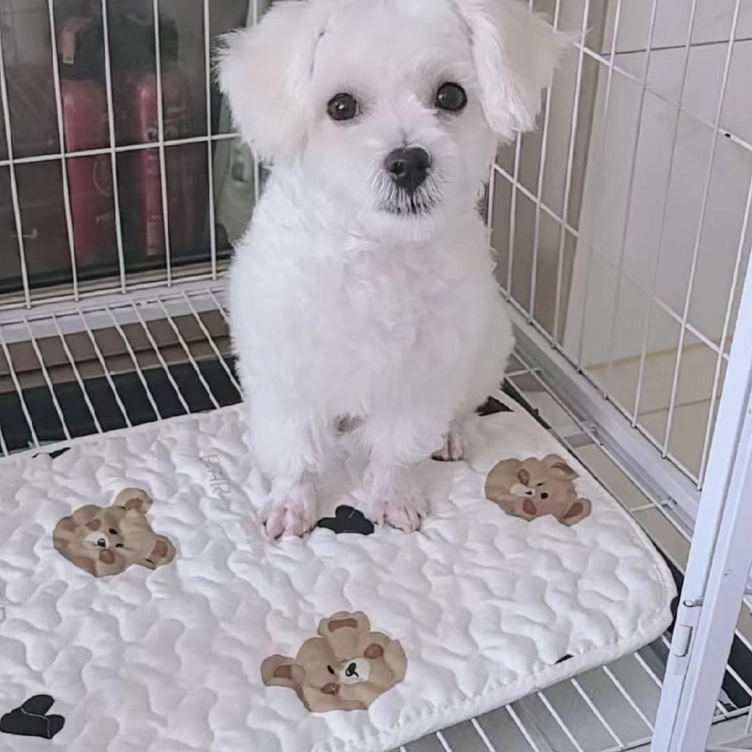 比熊小贝