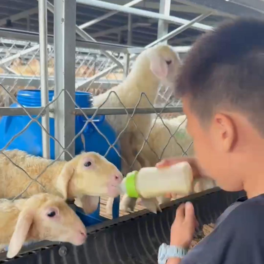 羊先生发酵羊粪肥