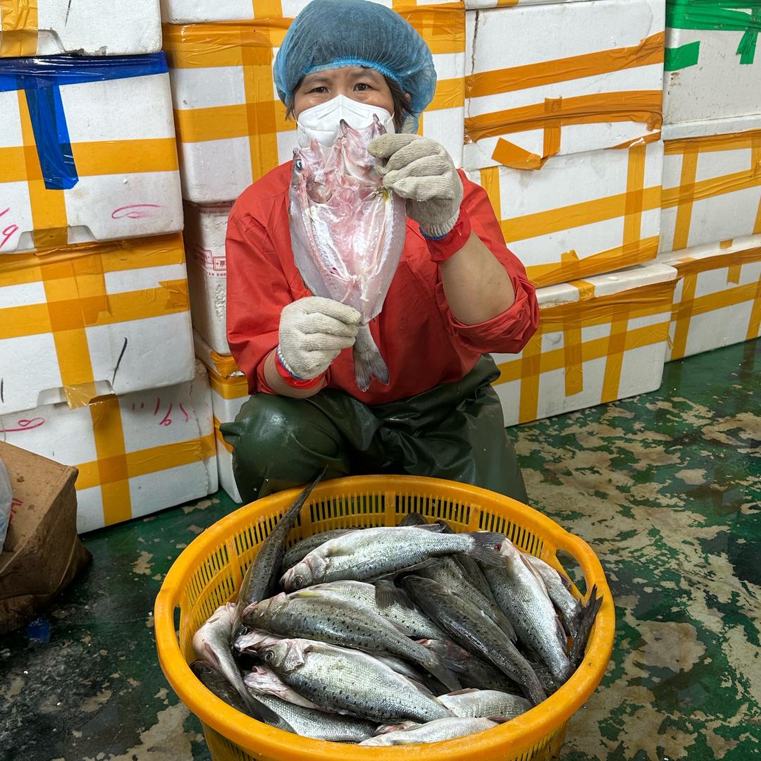 小渔儿海鲜(海鲈鱼)