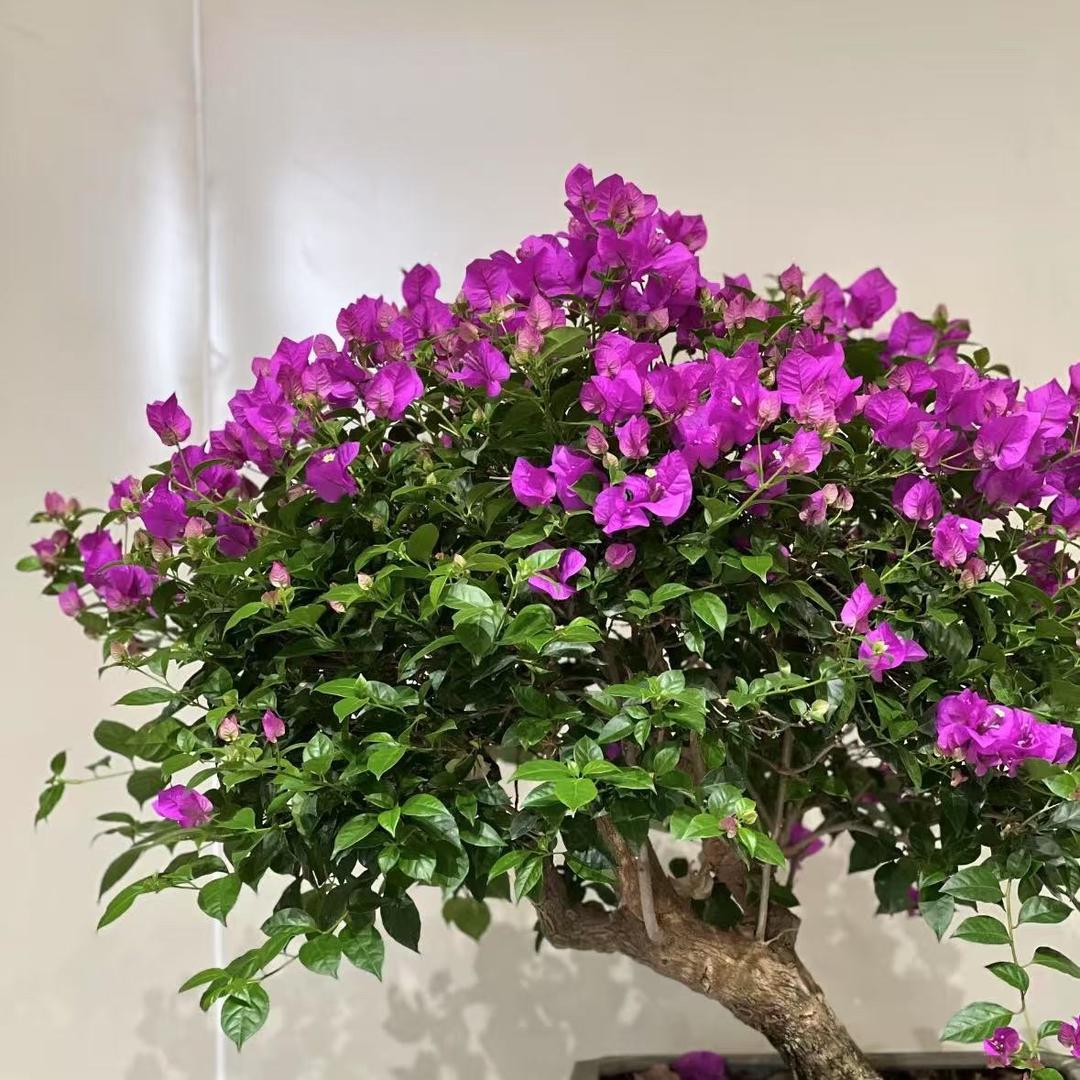 恒丰花卉创意屋
