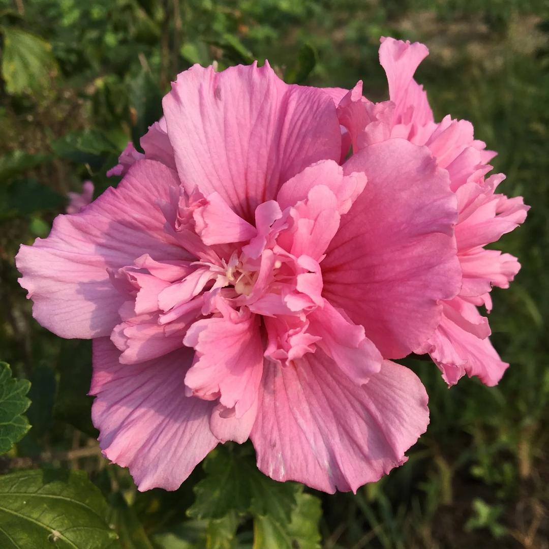 木槿（百货超市）