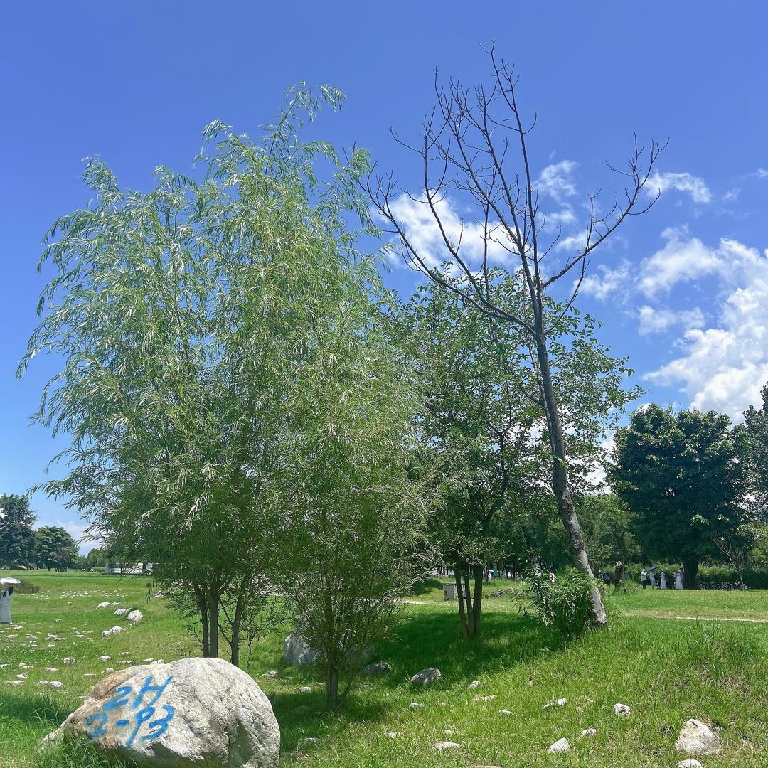 东京