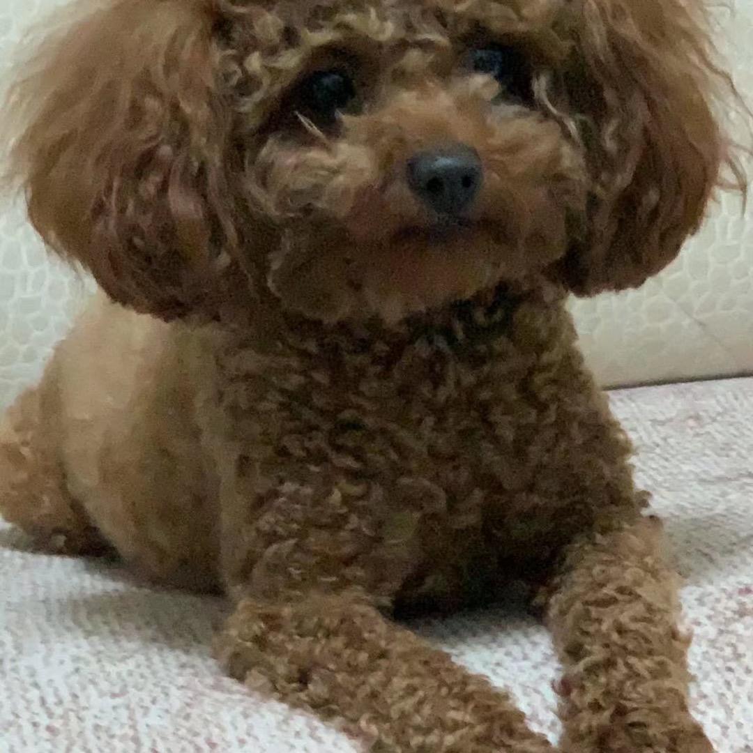A真诚