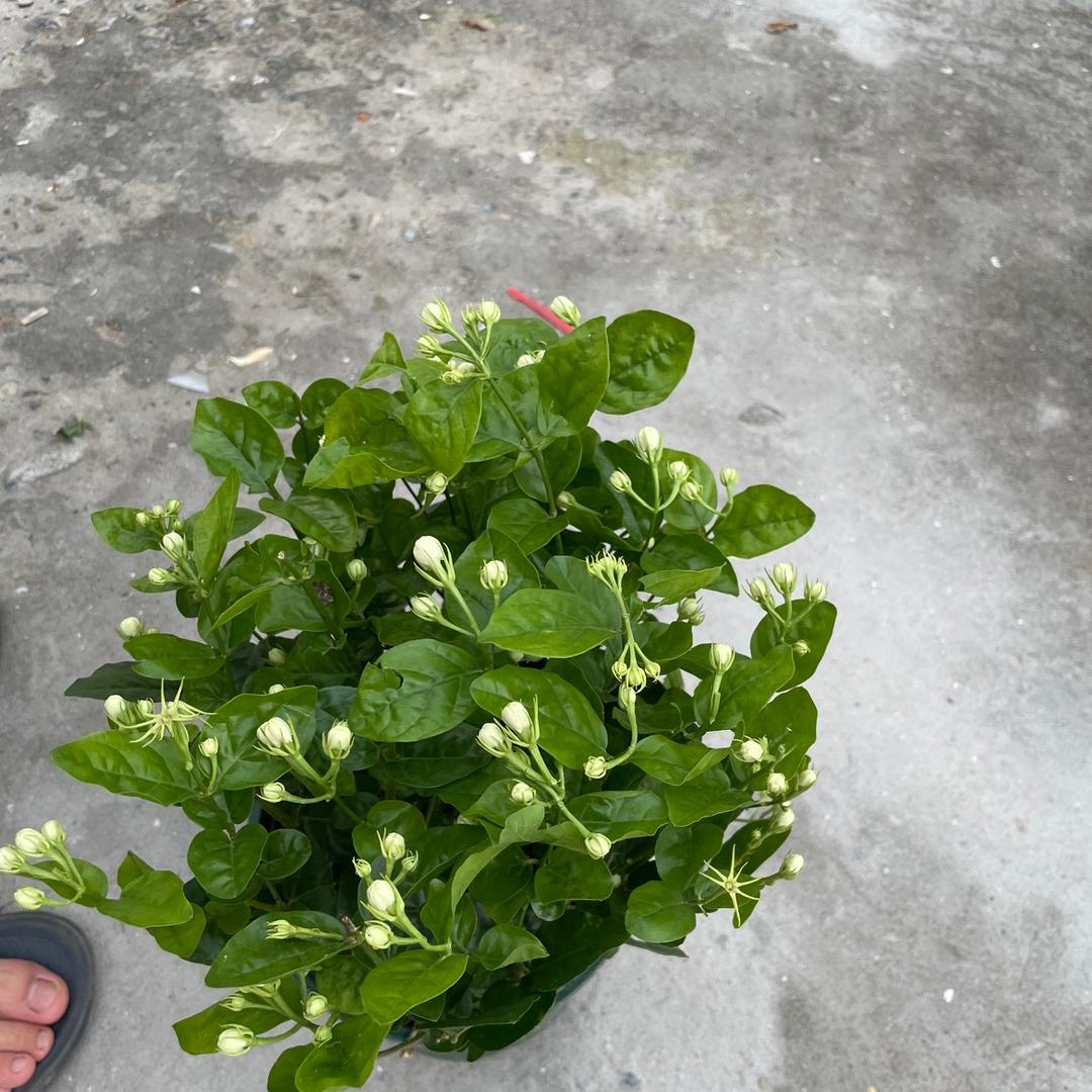 LinSir 临舍茉莉园艺