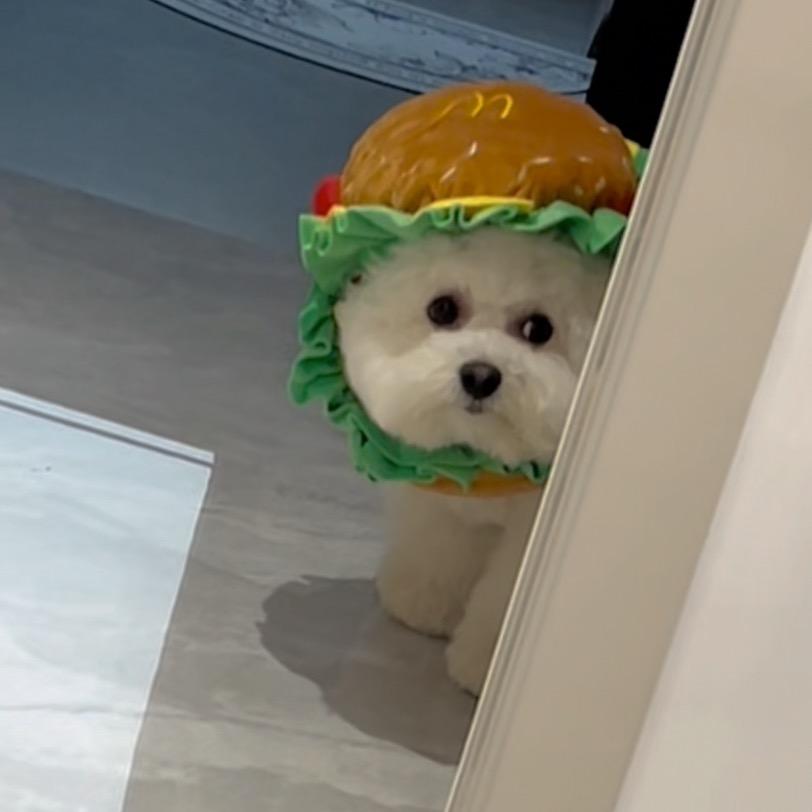 比熊球球