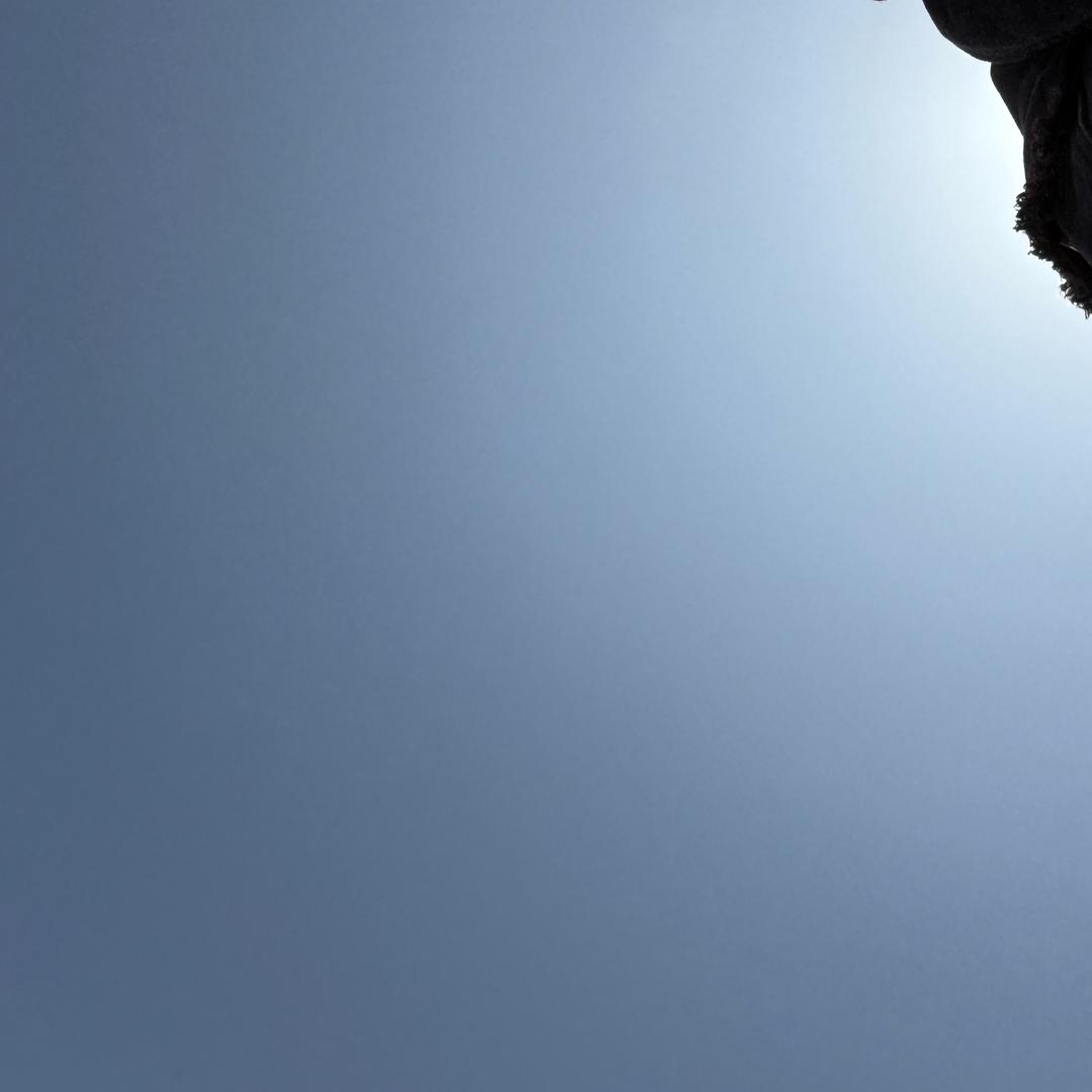爱吃香菜