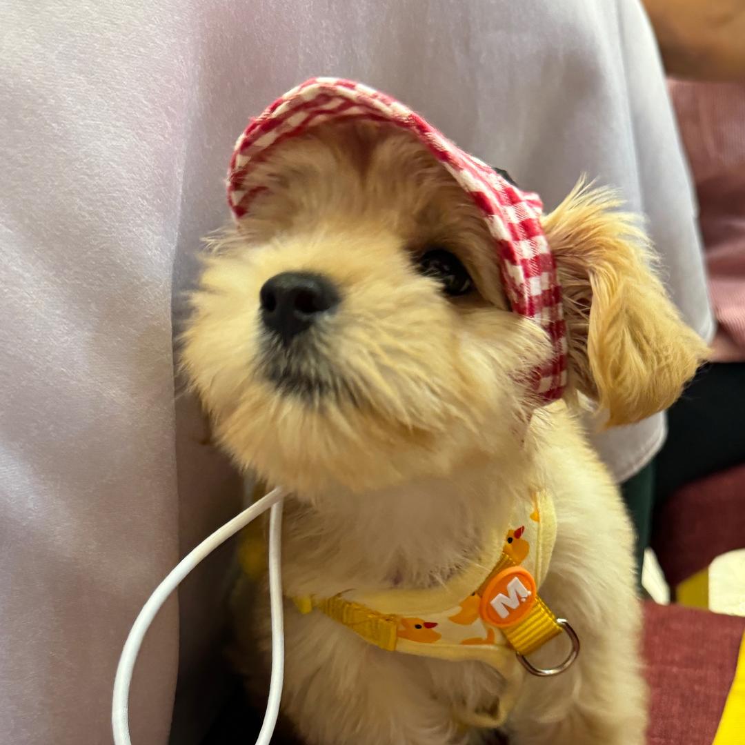 DuDumama