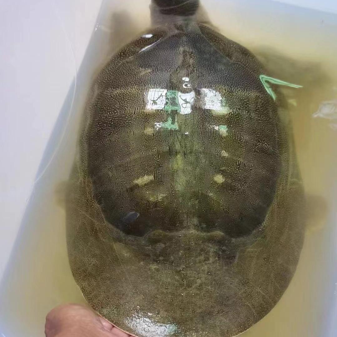 逮鱼摸虾