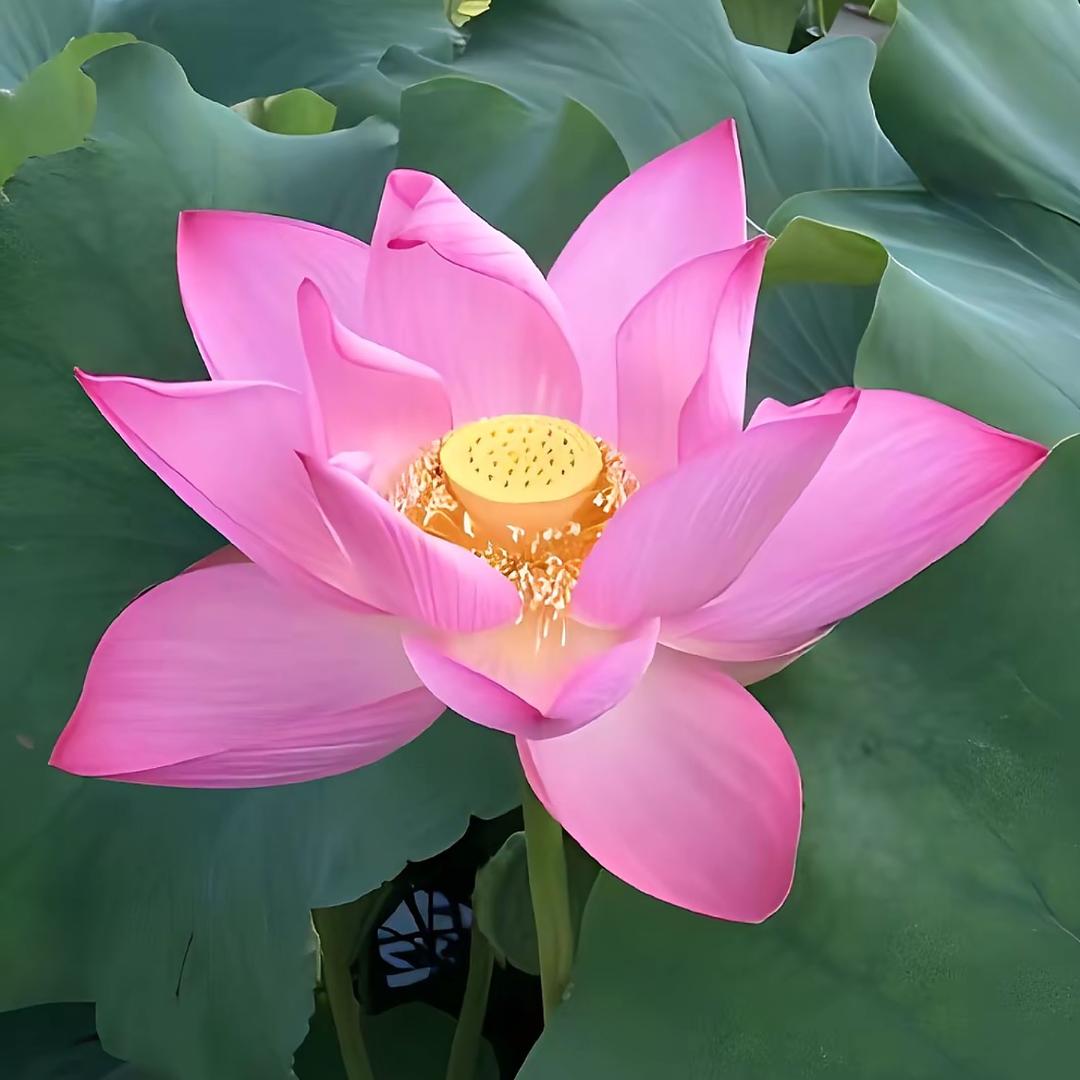 好运常在