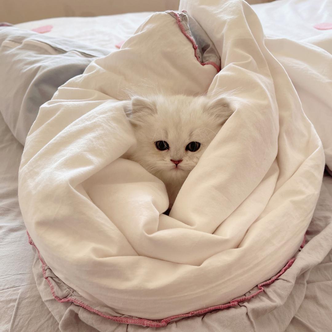 猫咪日记本🐱