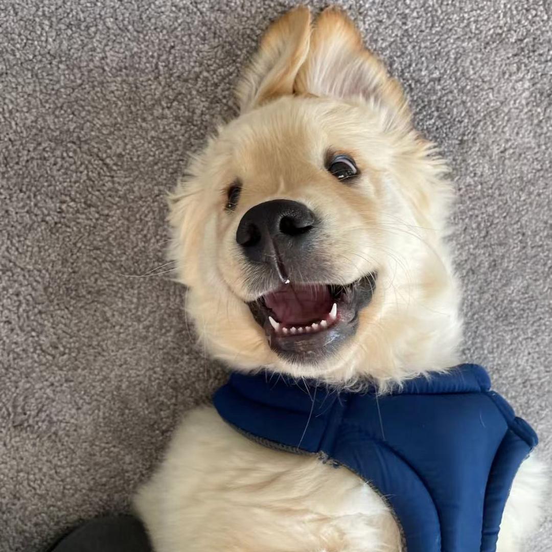 乌鸡（三角洲行动）