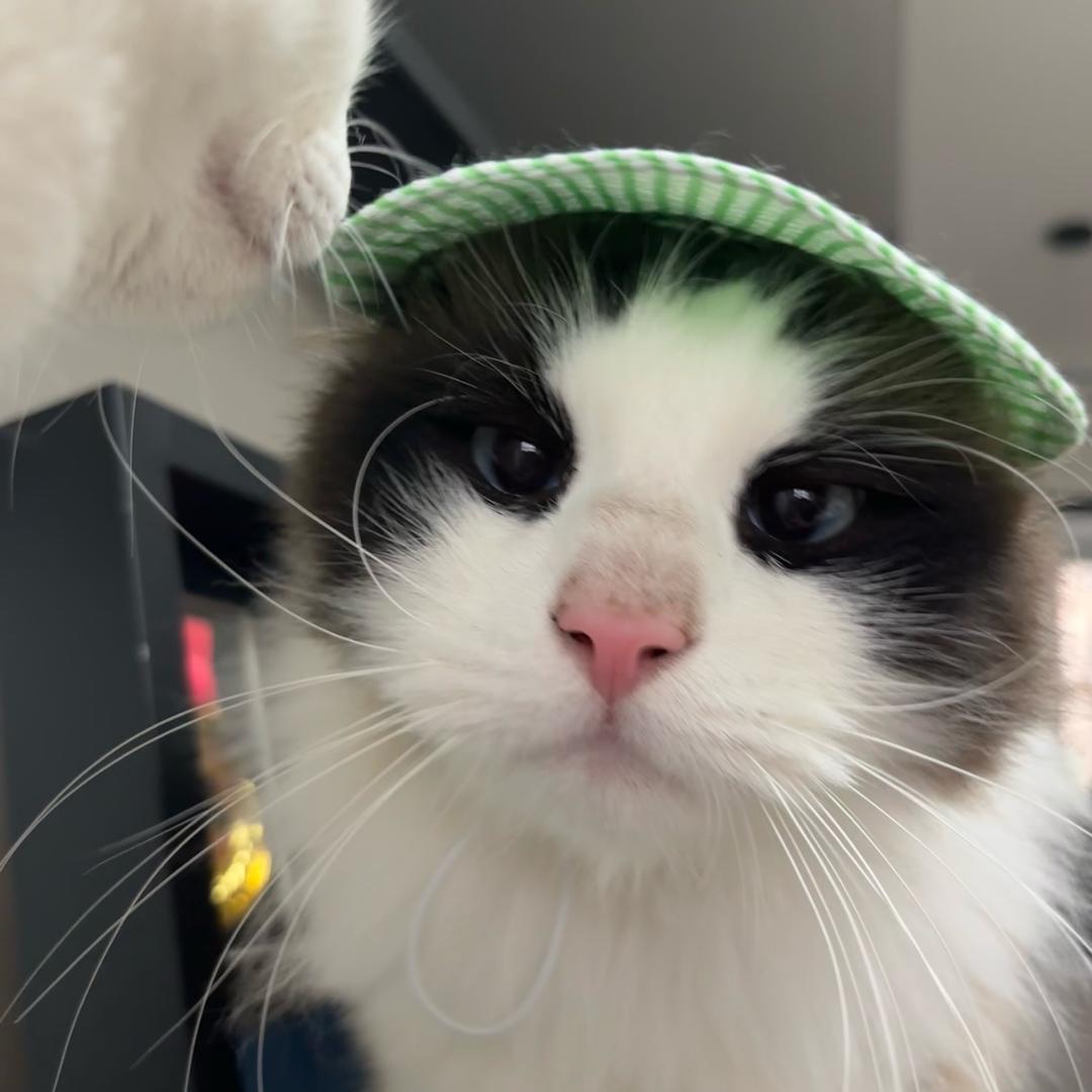 啊啊呜呜图图皮皮米粒的麻麻