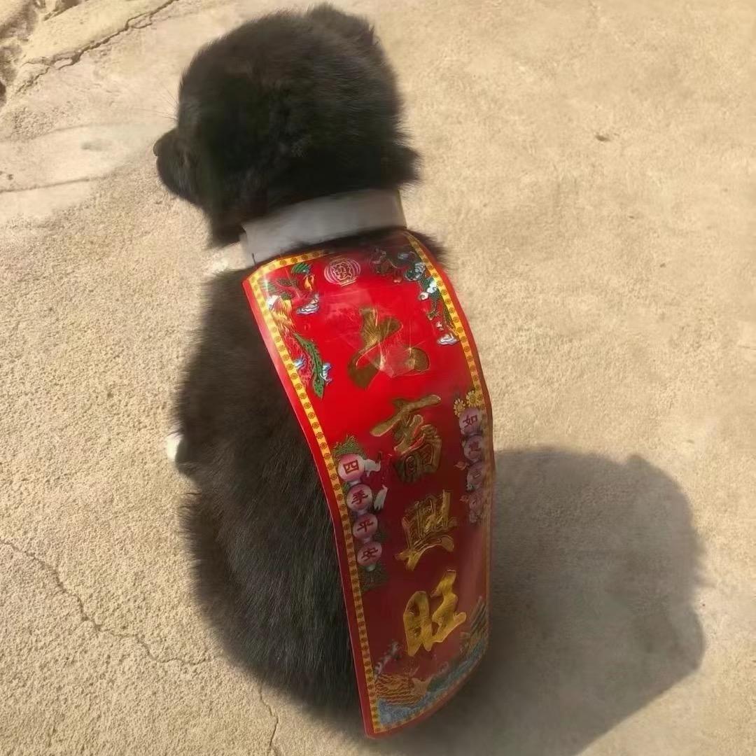 乔帮