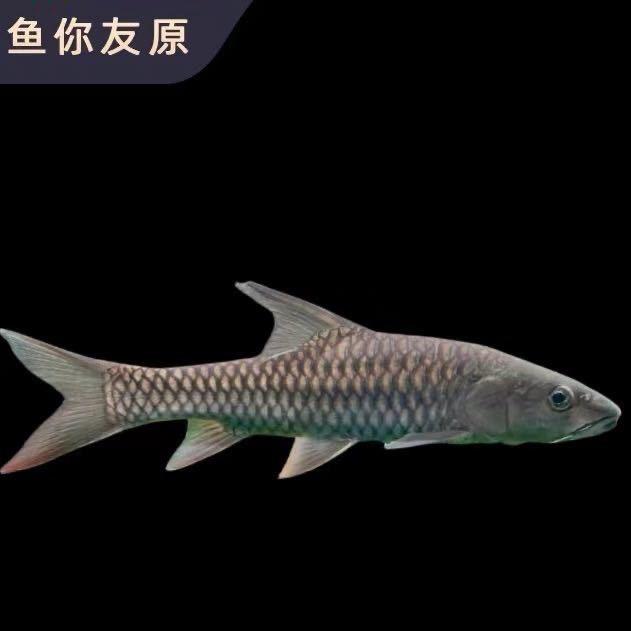 鱼你友源（小源）吉罗基地