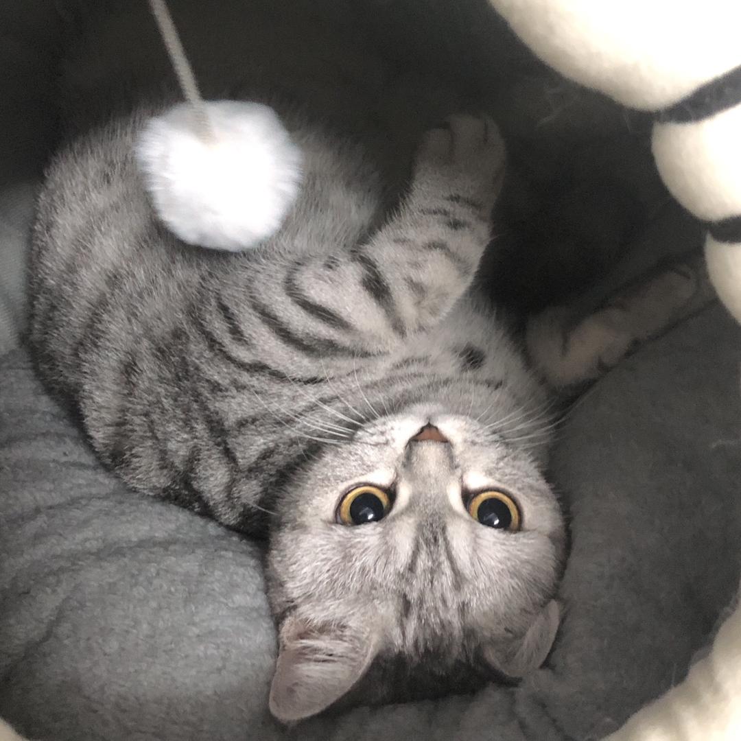 小蛋挞