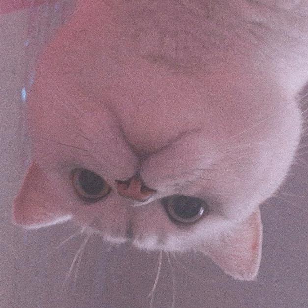 知世🍒