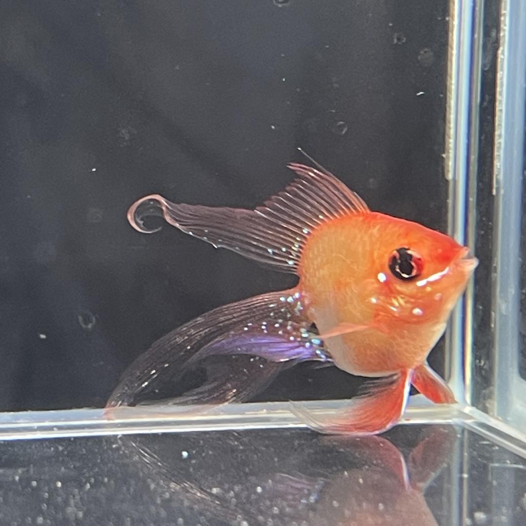 鱼见钟情宠物店