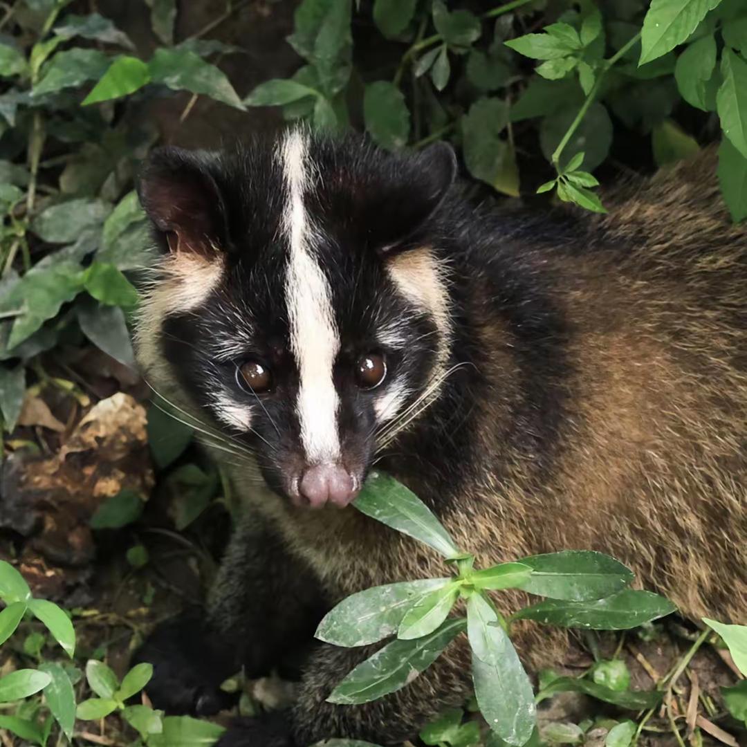 重庆栩如生养殖有限公司
