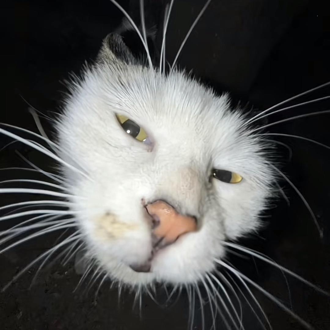 会有一只小猫