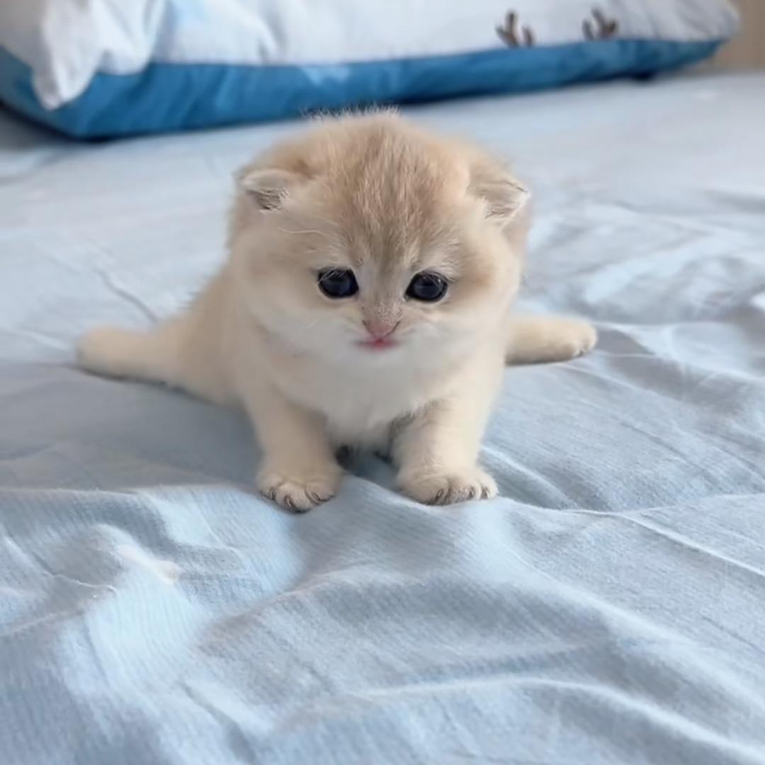 三月🏠猫舍